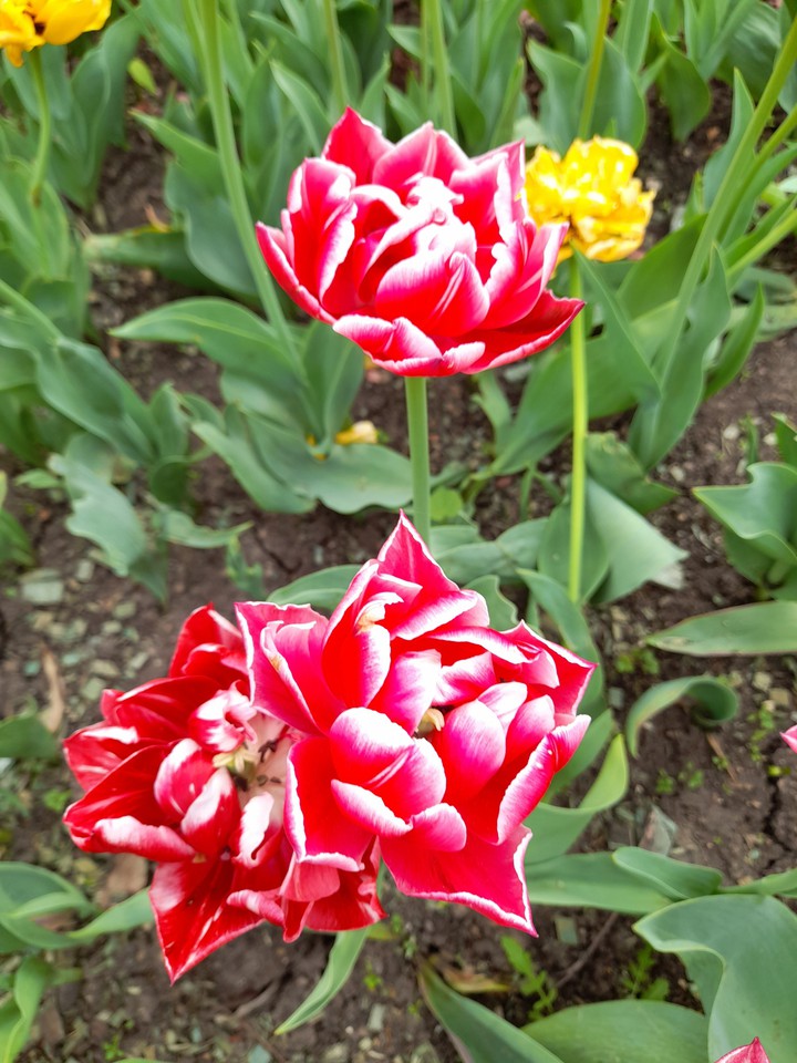 tulip