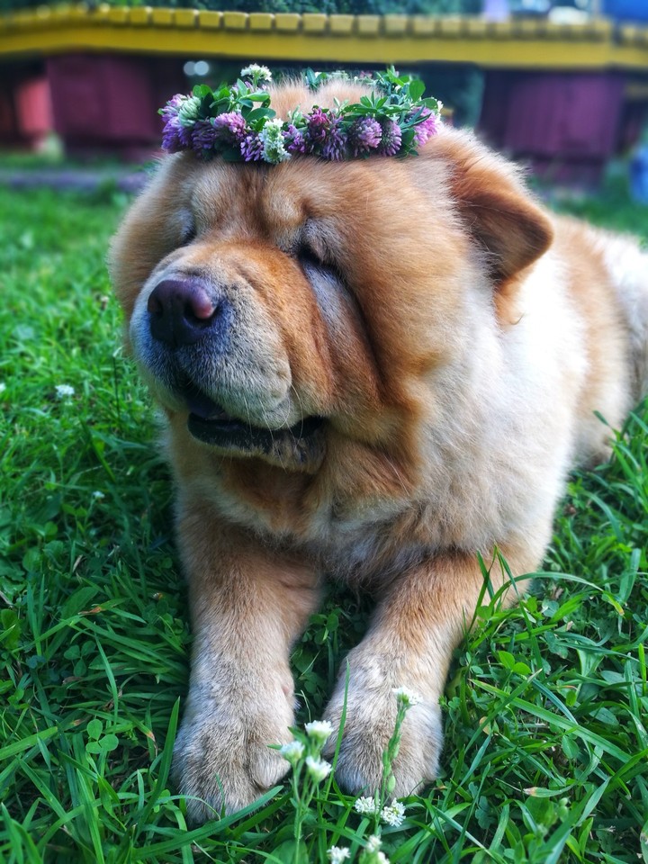 chow-chow