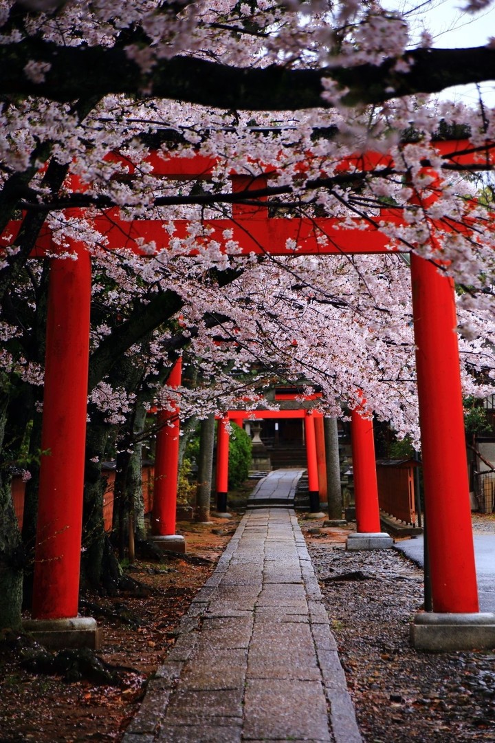 cherryblossoms