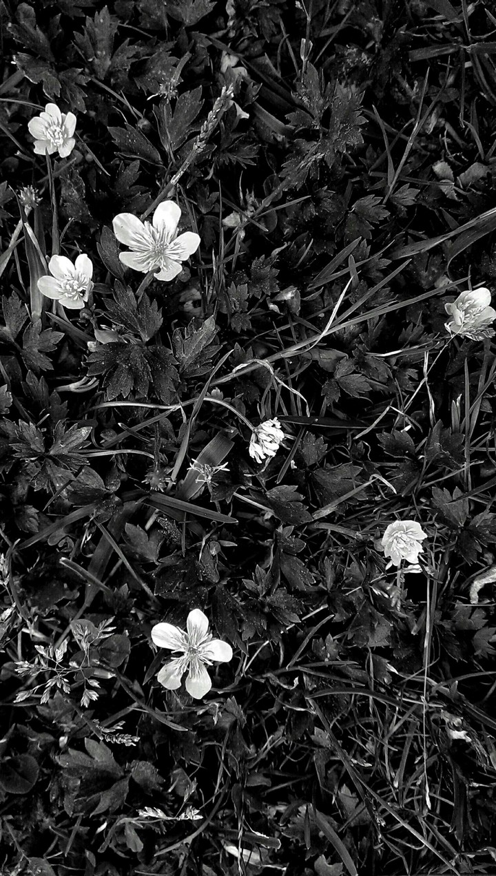 B&W Summer