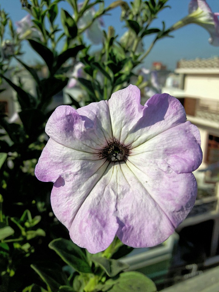 purple palm