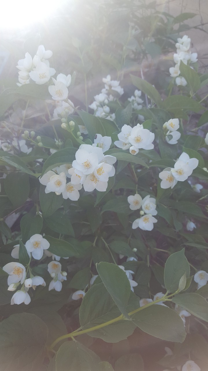 jasmine