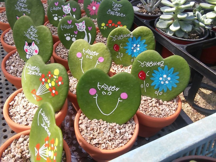 선인장 아트