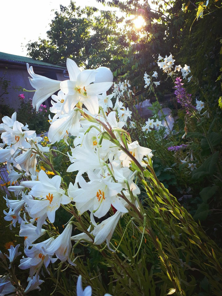 lily