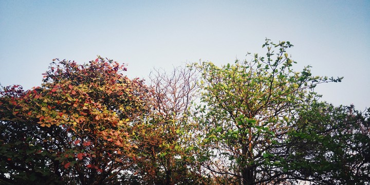 nature trees sky