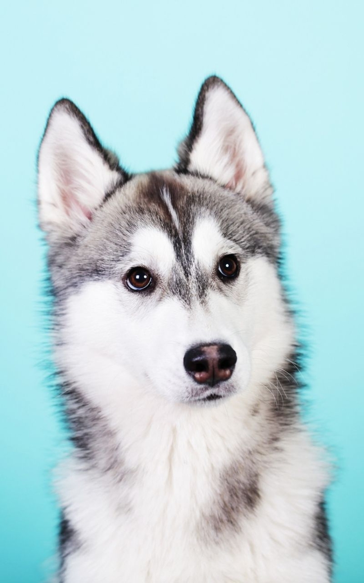husky Wolfdog dog