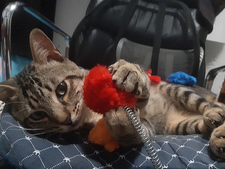 Cat