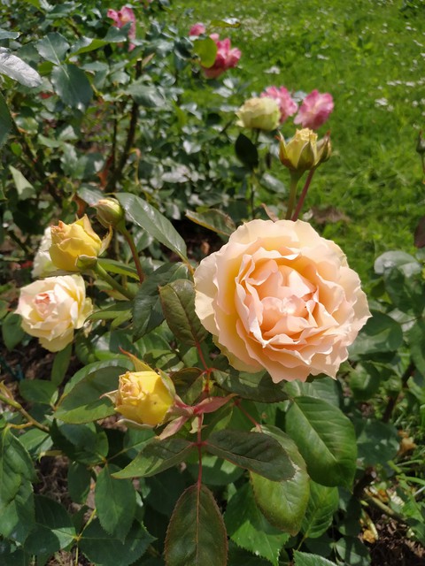 Rose