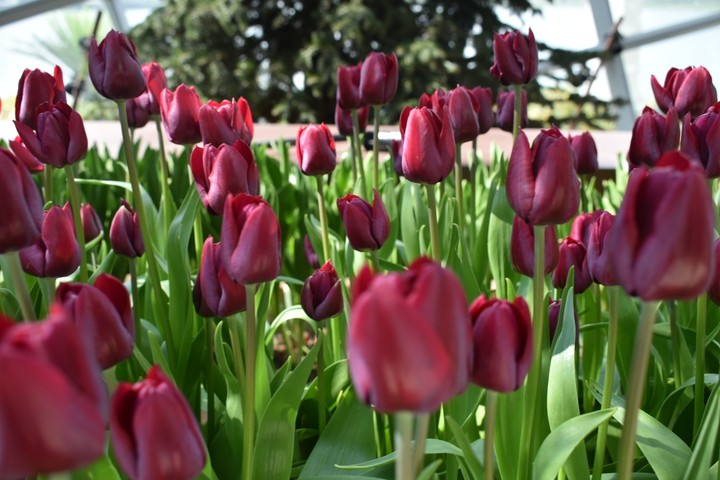 Tulip
