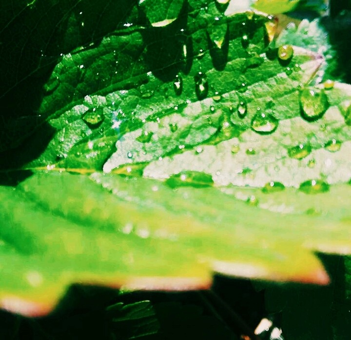 green jungle leaf