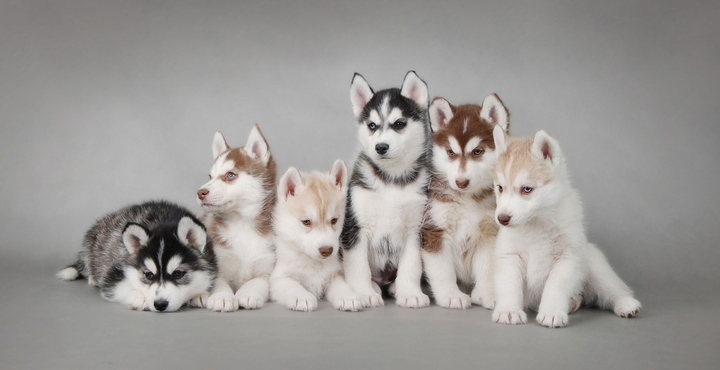 Husky.