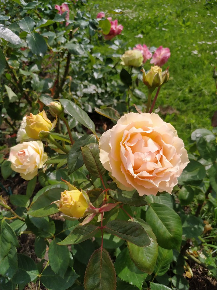 Rose