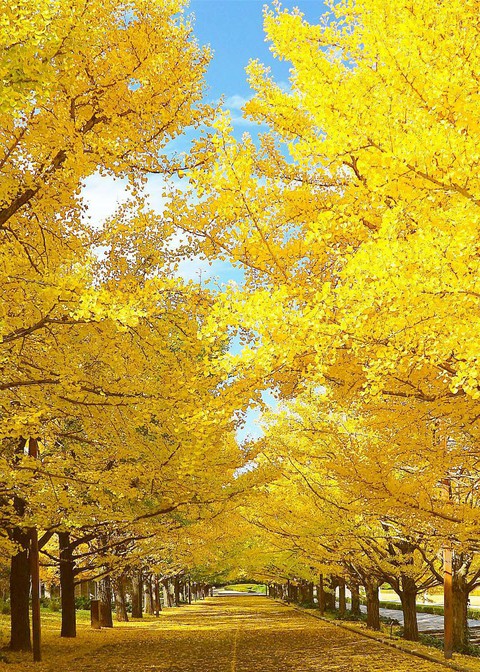 avenue of golden ginkgo