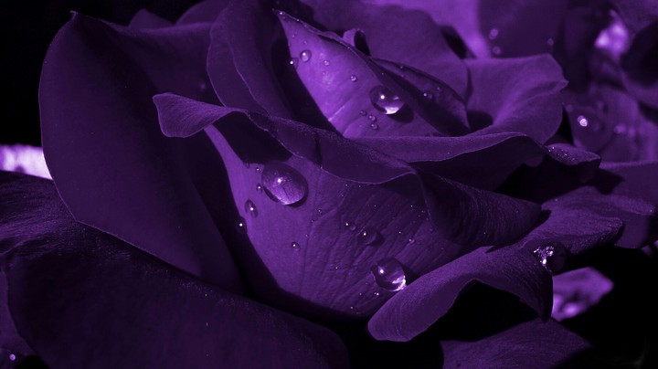 Rosy