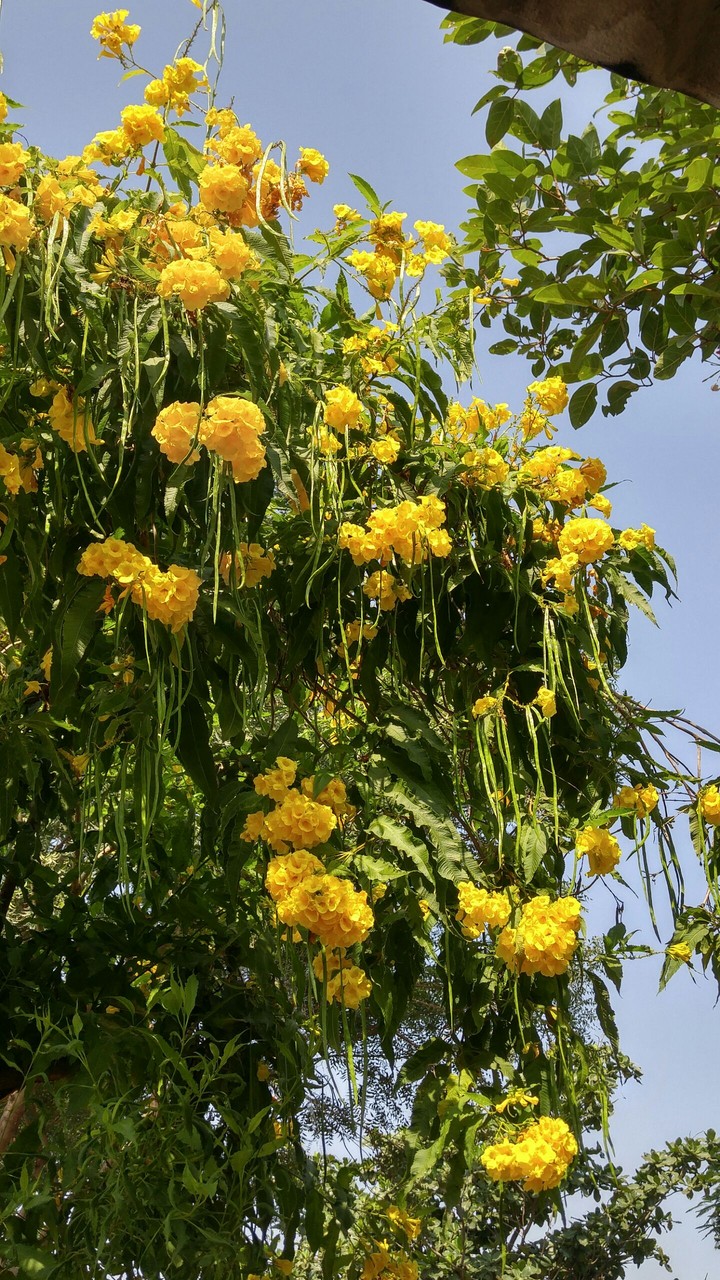 Yellow Flowers