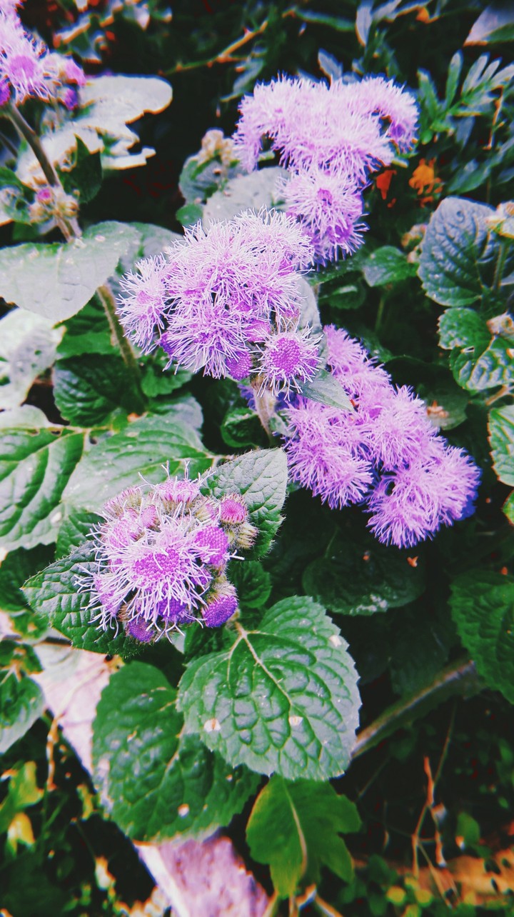 flower
