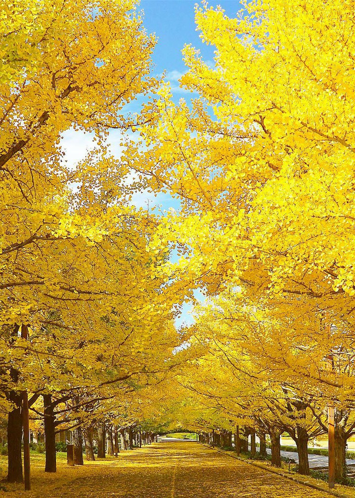 avenue of golden ginkgo