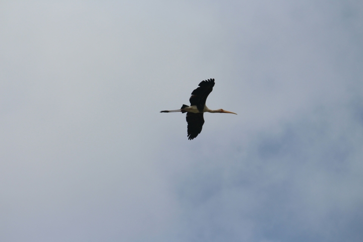 flying 