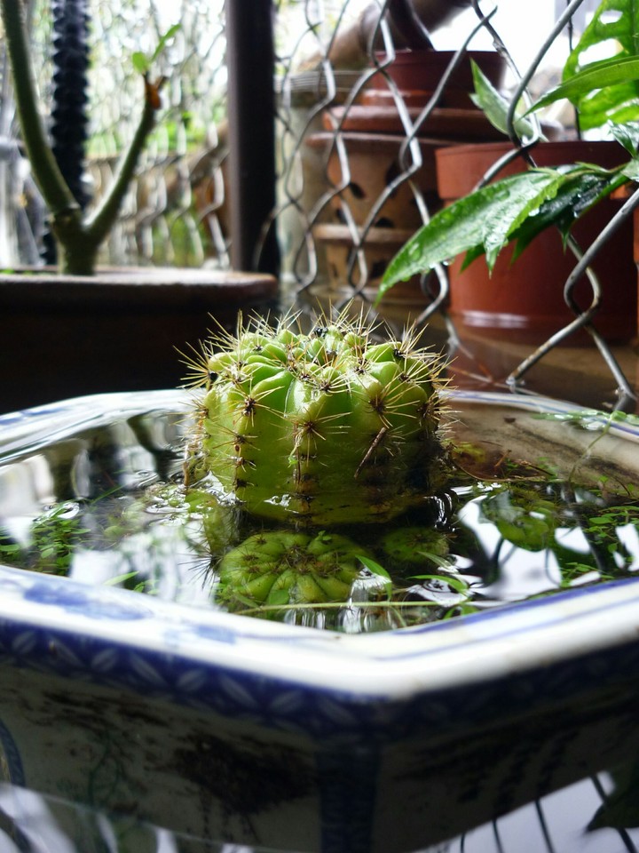 cactus in the middle of the lake