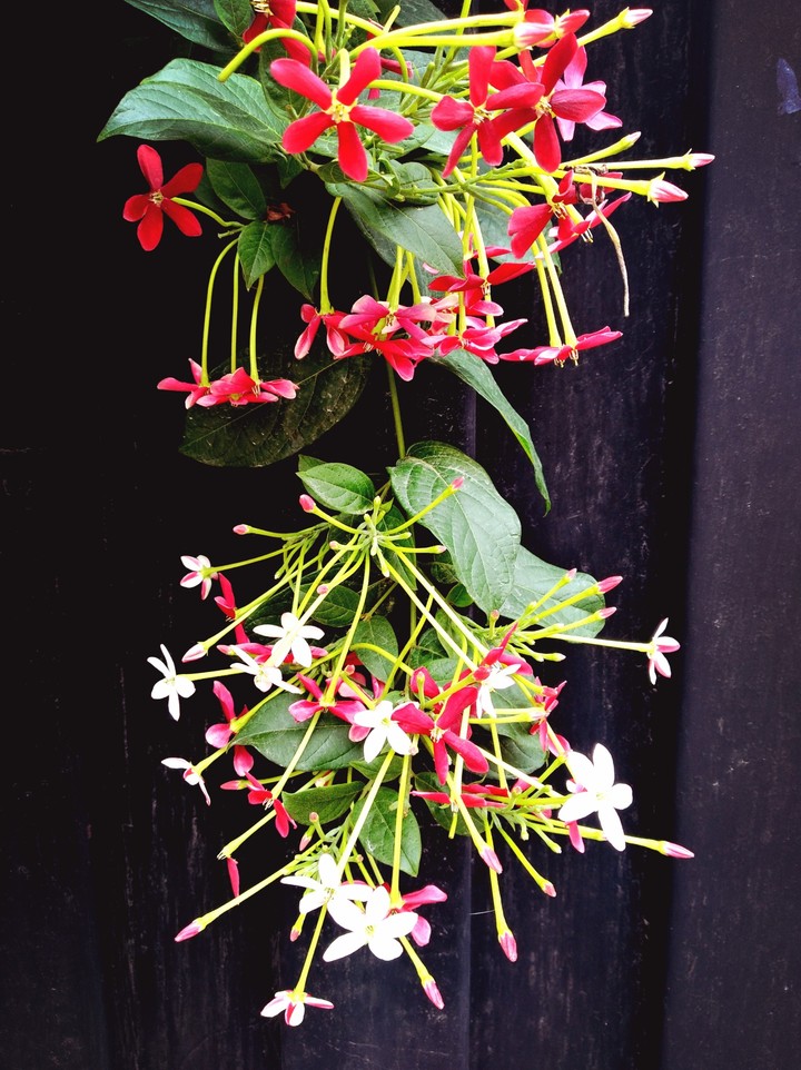 flower
