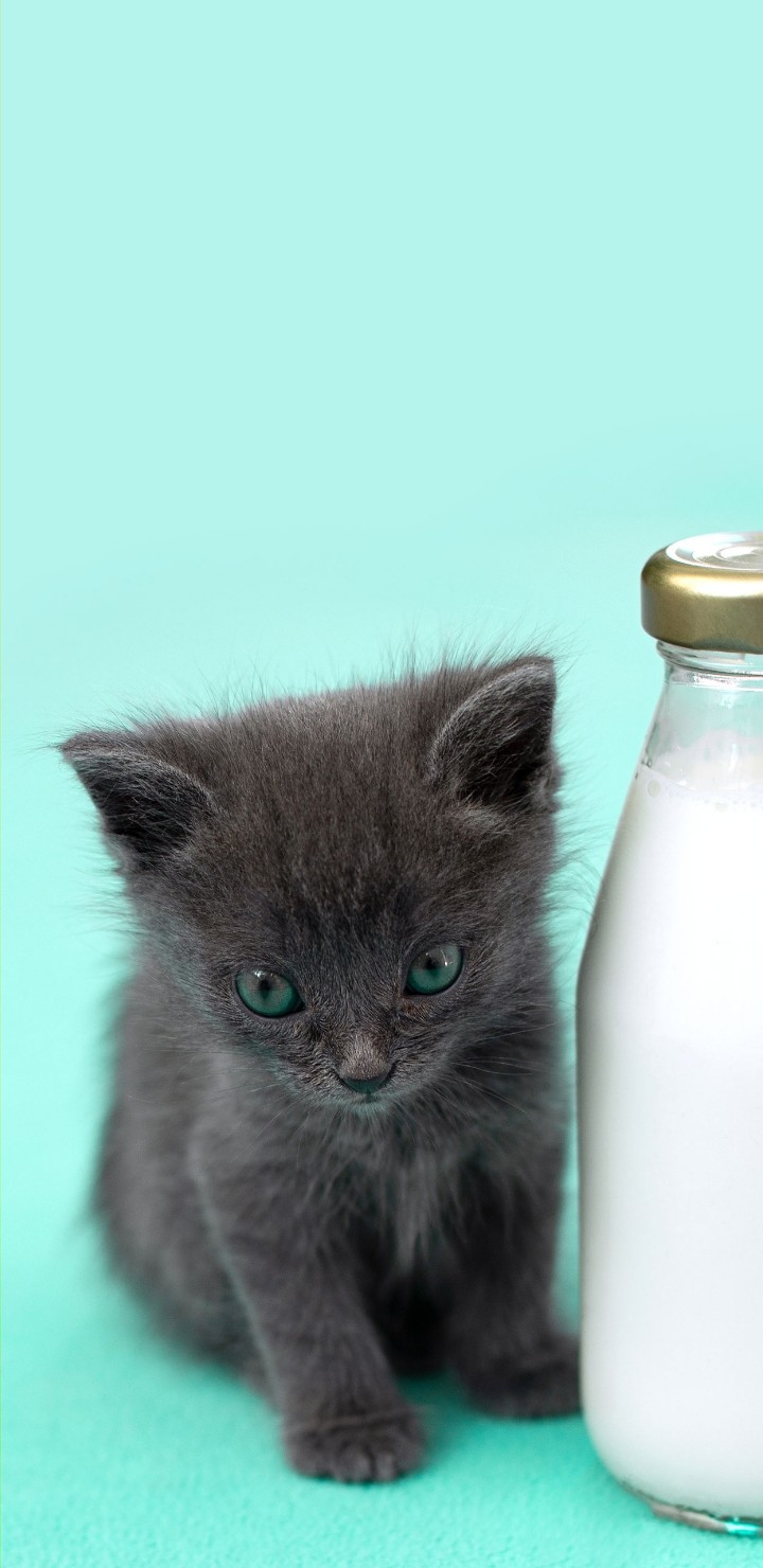 Cute Cat