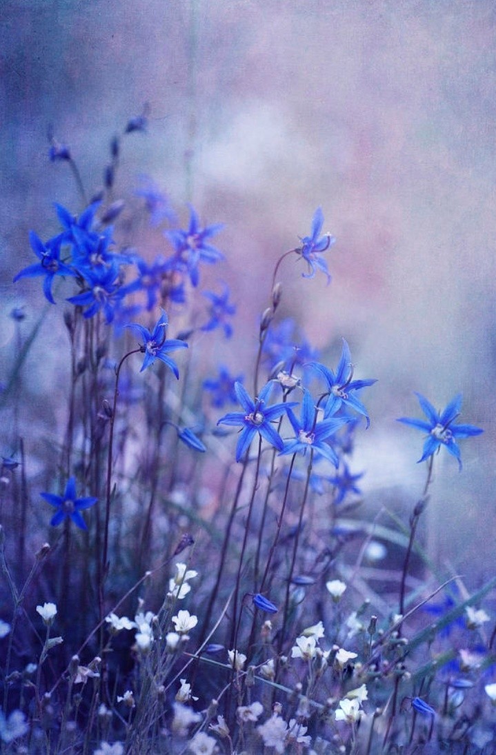 bluebell