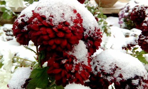 a white day