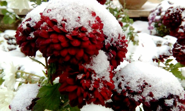 a white day