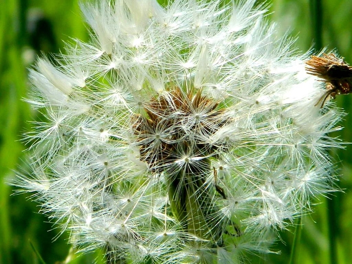 Dandelion Closeup
