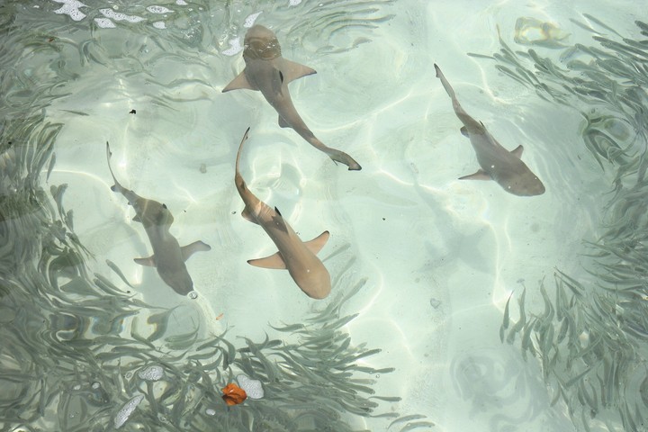 Sea