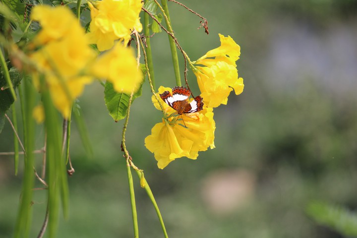 butterfly