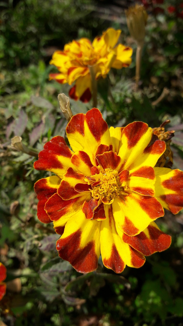 Bright #color#winter#fower