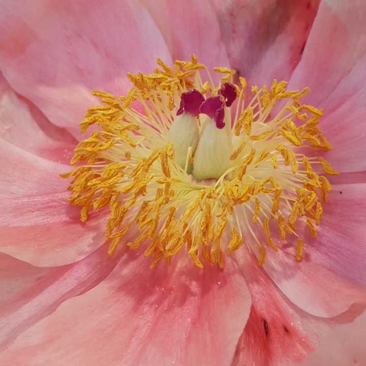 Flor