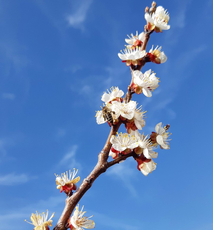 apricot