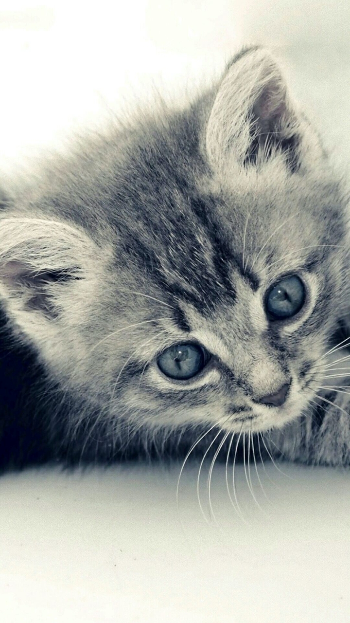 Cute Cat