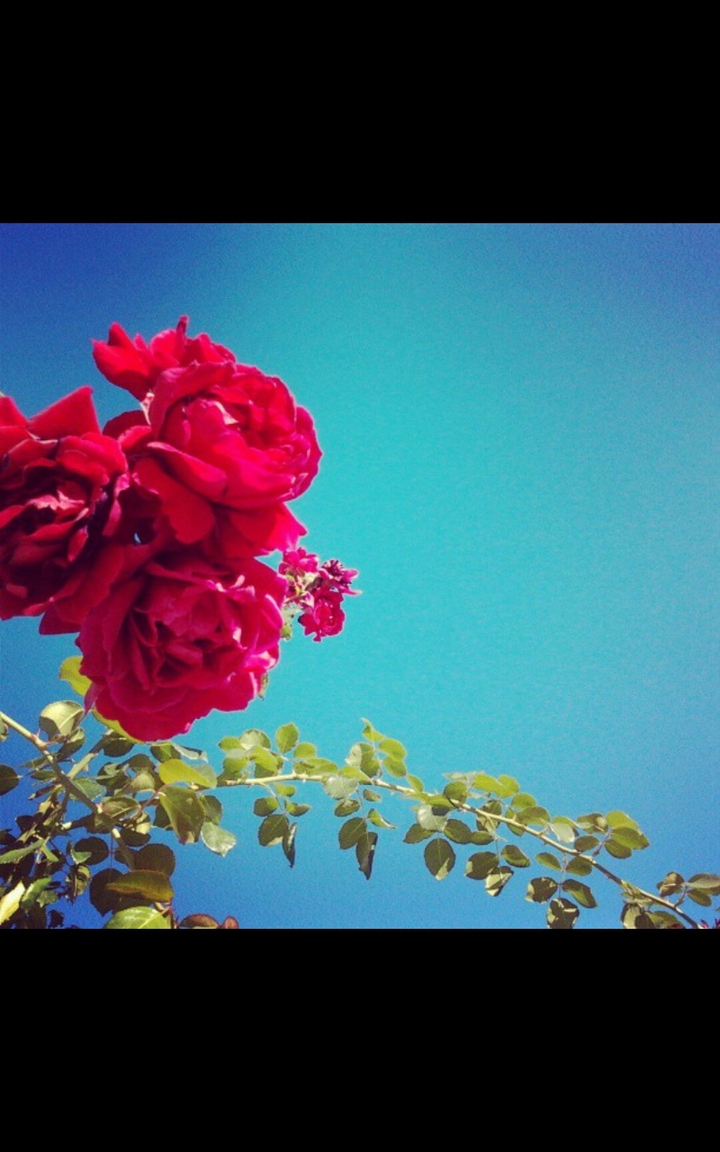 rose