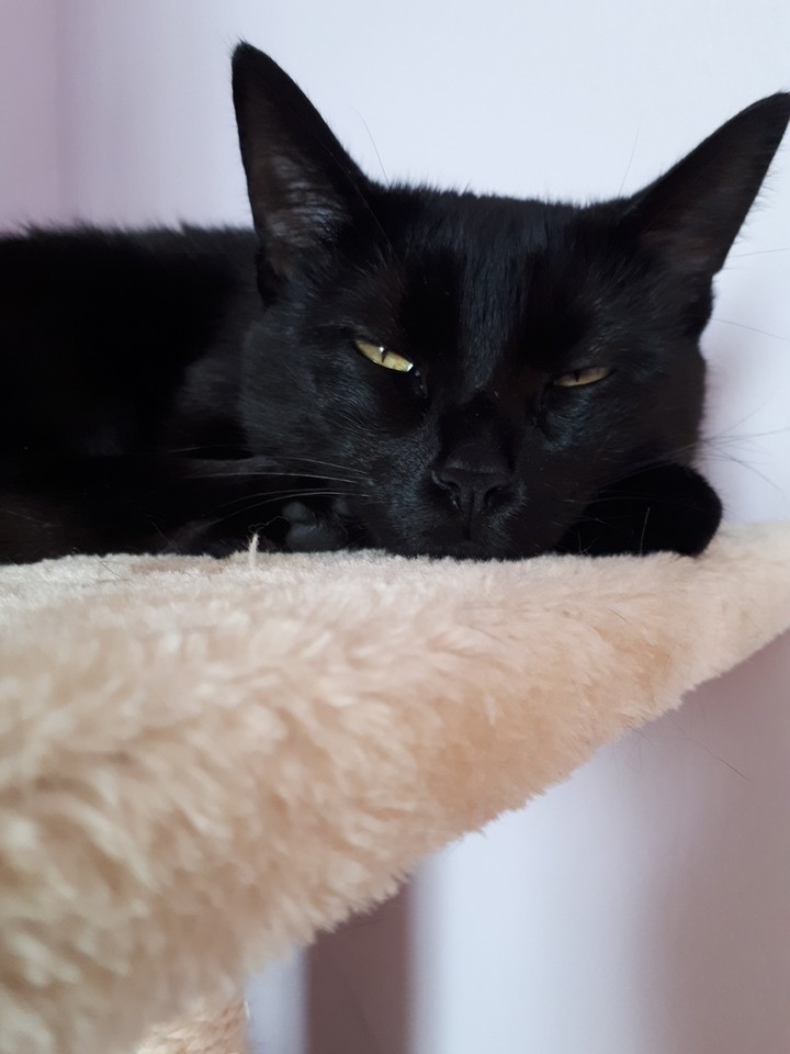 cat