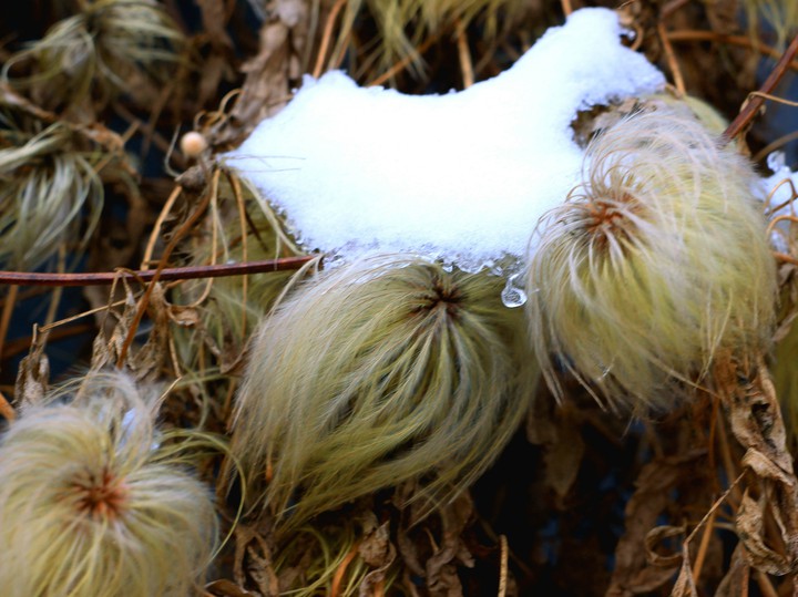Winter flowers