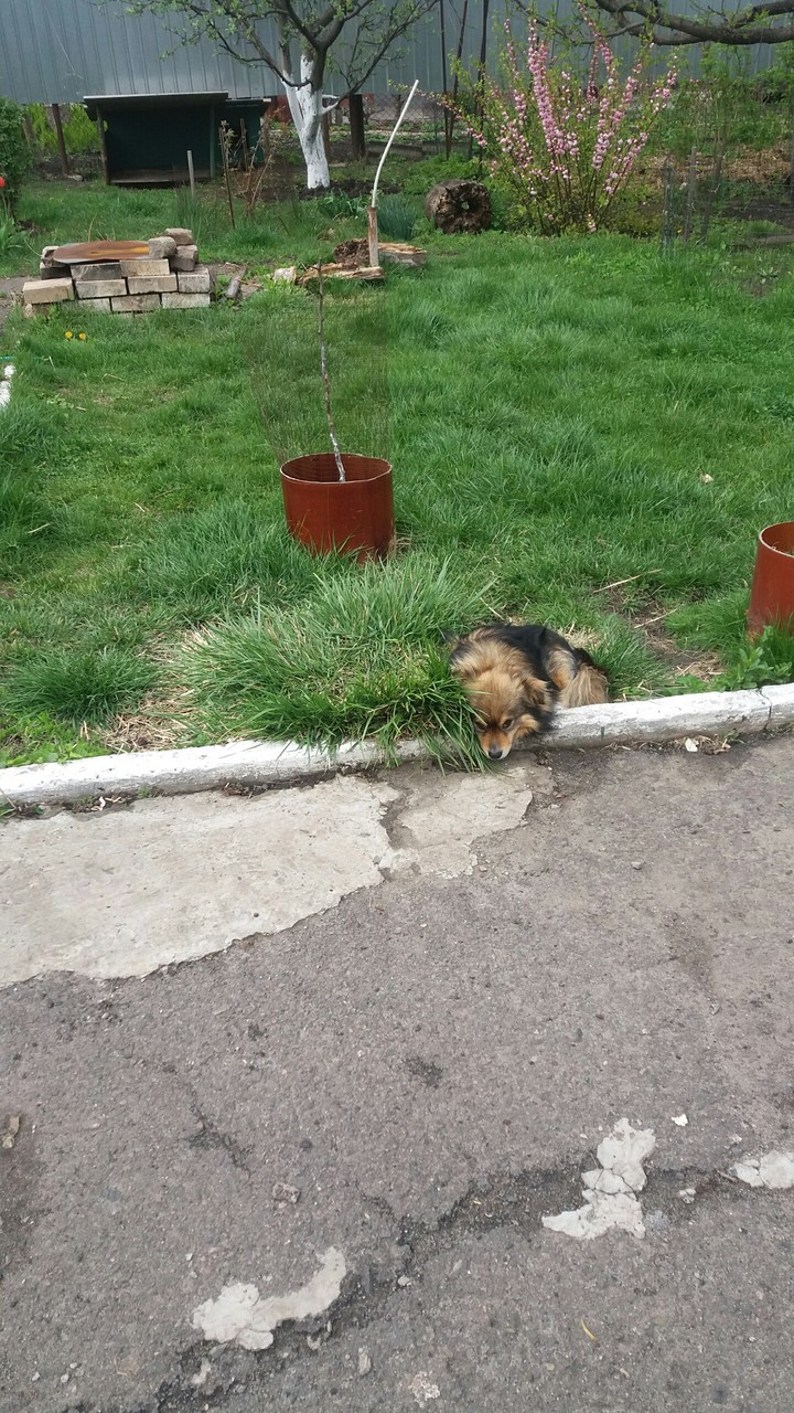 собака