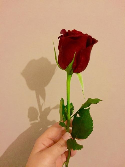 ⚘⚘⚘