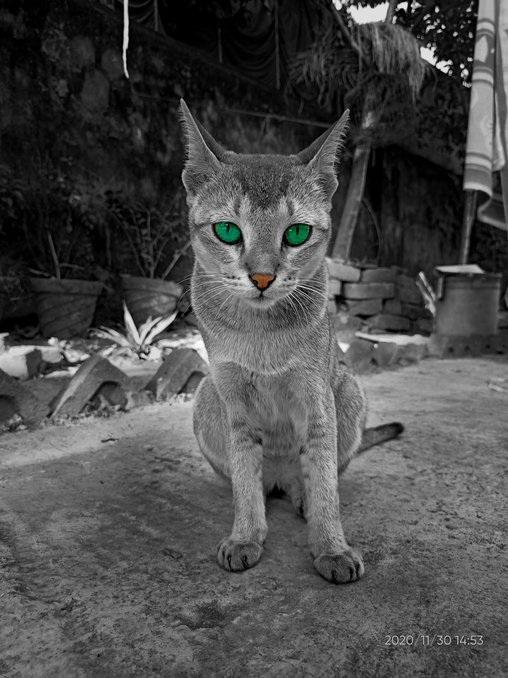 Time spent with cats is never wasted
