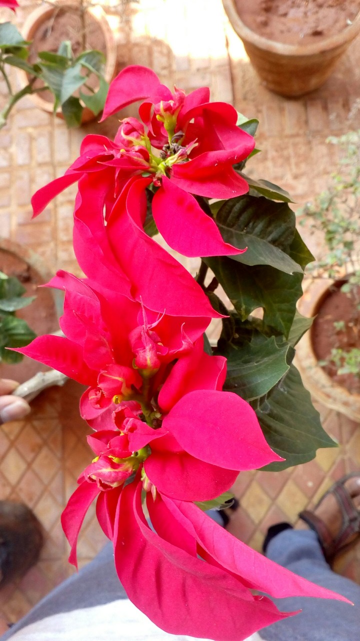red leaves
