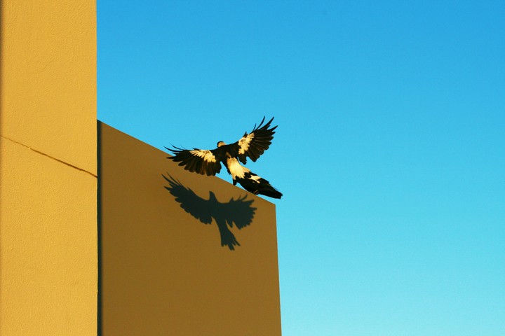 #Shadow of beautiful bird