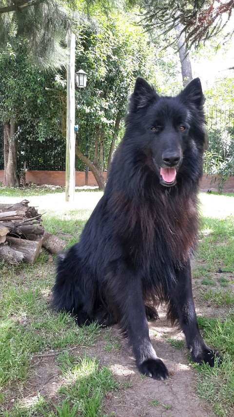 Ovejero