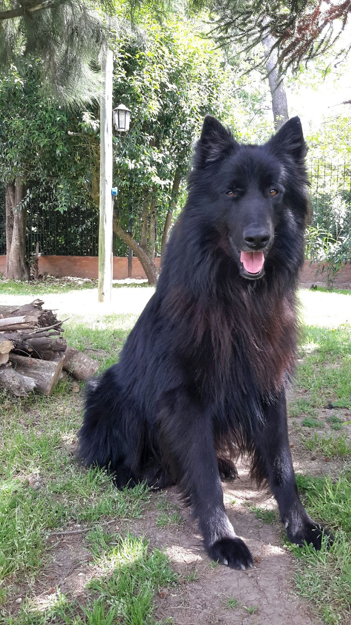 Ovejero