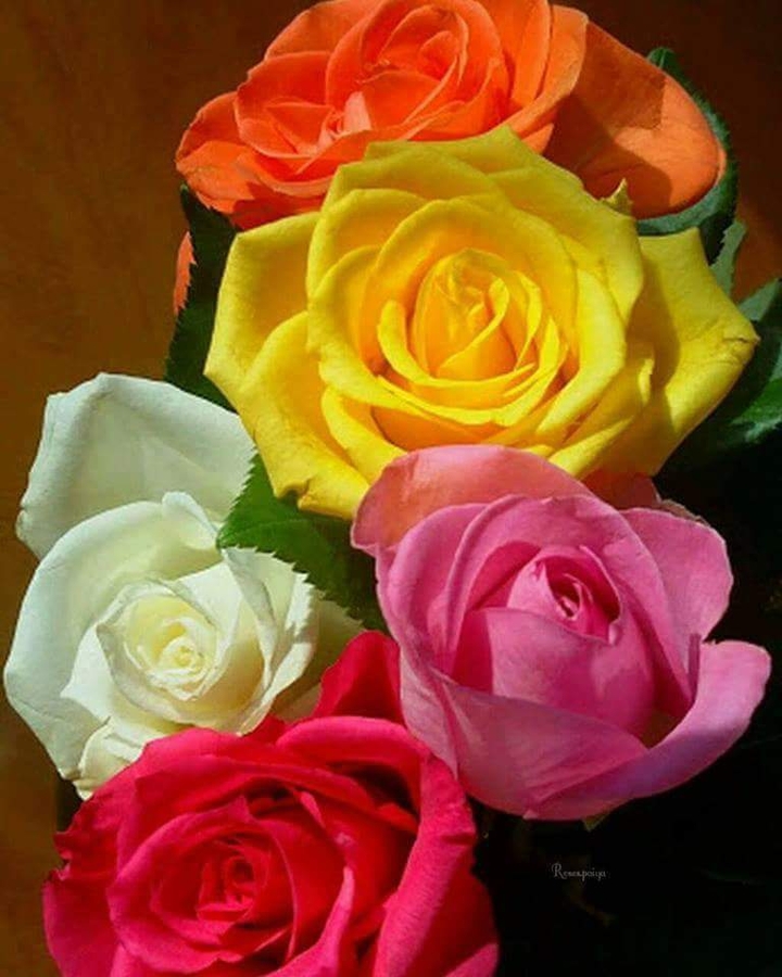 roses