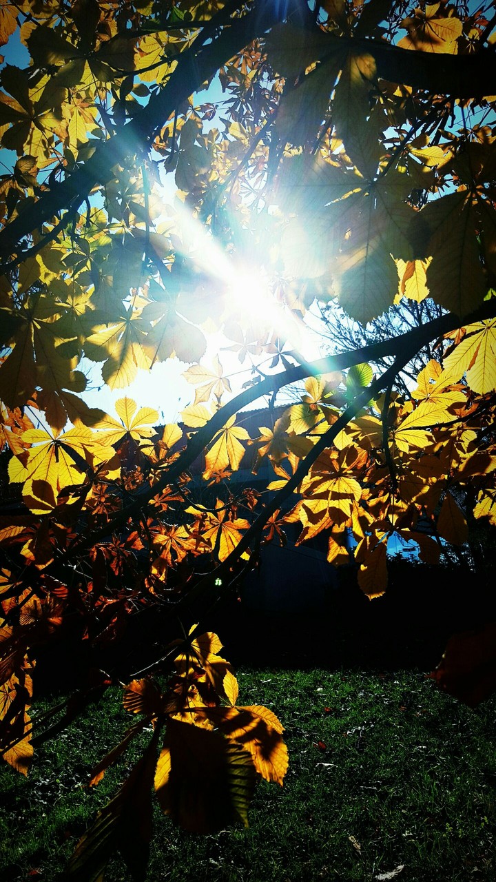 autumn