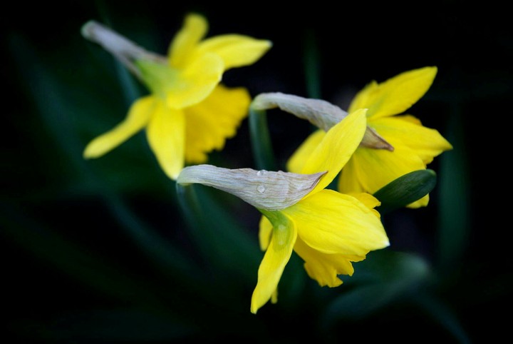 Narcissus