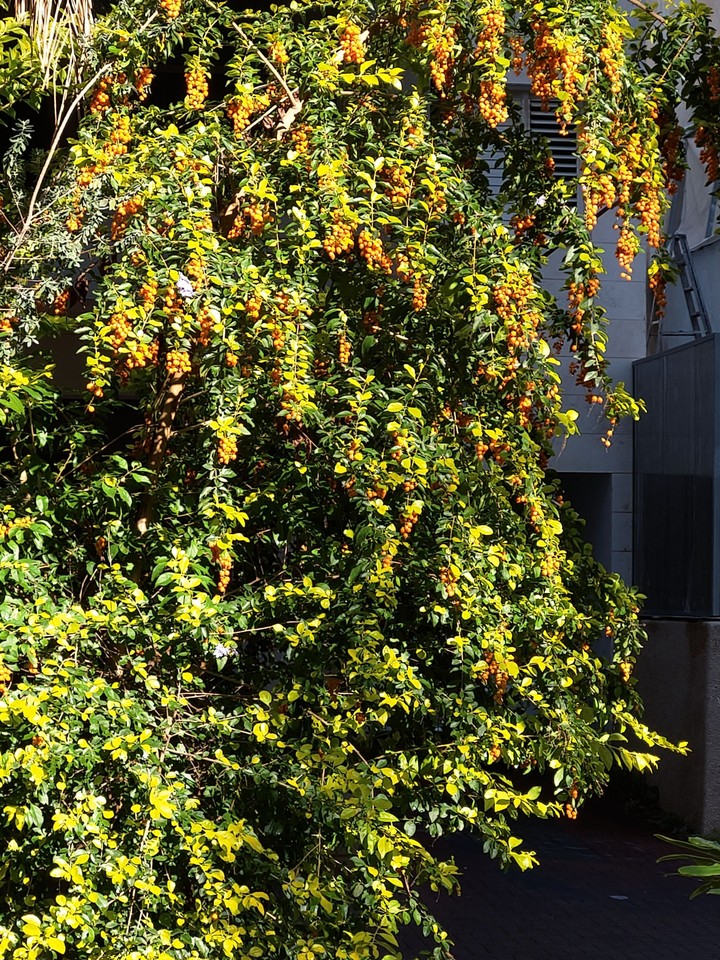 flowers