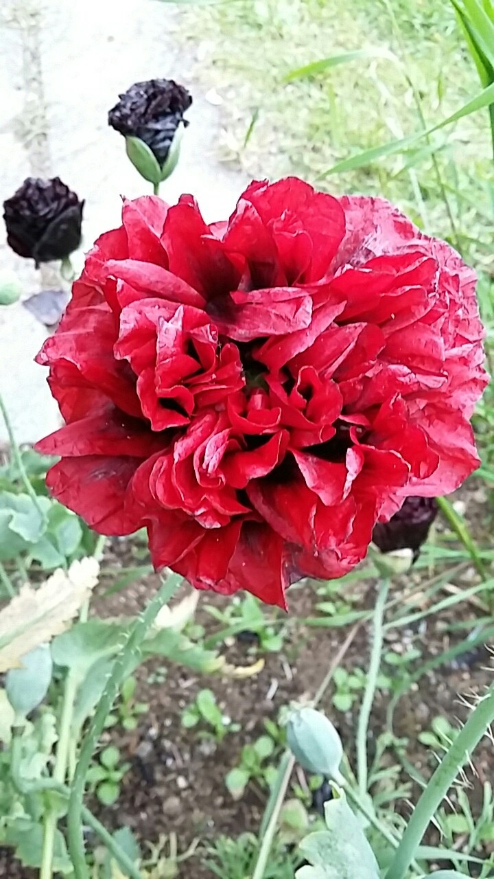 Mohnblume